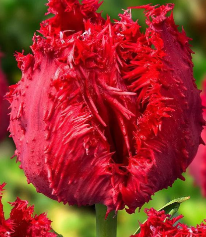 Tulip Barbados Variety ( Exclusive tulip ) 3 bulbs