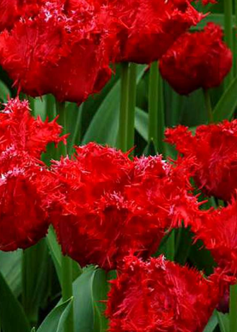 Tulip Barbados Variety ( Exclusive tulip ) 3 bulbs