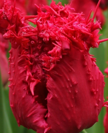 Tulip Barbados Variety ( Exclusive tulip ) 3 bulbs