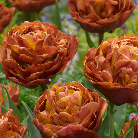 Tulip Brownie Variety ( Exclusive tulip ) 3 bulbs