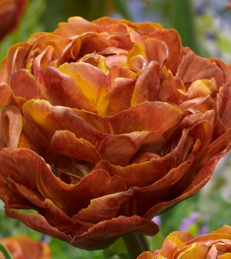 Tulip Brownie Variety ( Exclusive tulip ) 3 bulbs