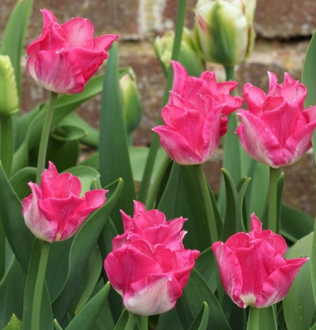Tulip Liberstar Variety ( Exclusive tulip ) 3 bulbs