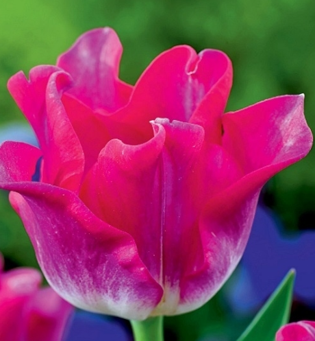 Tulip Liberstar Variety ( Exclusive tulip ) 3 bulbs