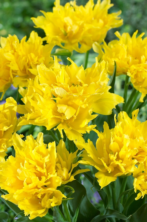 Tulip Yellow Spider Variety ( Exclusive tulip ) 3 bulbs