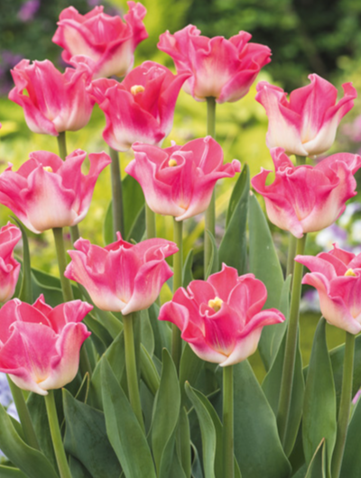 Tulip Crown Of Dynasty Variety ( Exclusive tulip ) 3 bulbs