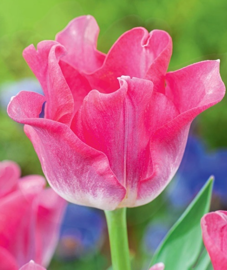 Tulip Crown Of Dynasty Variety ( Exclusive tulip ) 3 bulbs