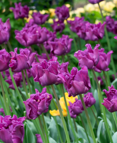 Tulip Crown Of Negrita Variety ( Exclusive tulip ) 3 bulbs