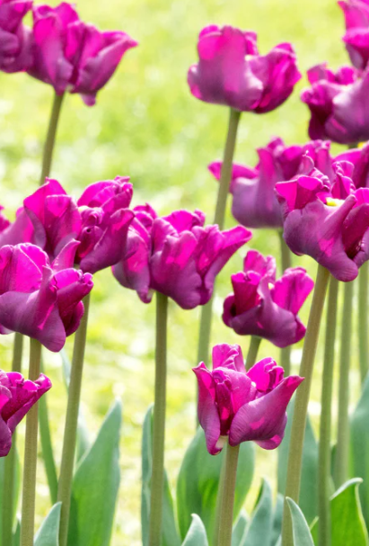 Tulip Crown Of Negrita Variety ( Exclusive tulip ) 3 bulbs