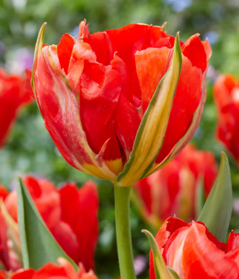 Tulip Love Valley Variety ( Exclusive tulip ) 3 bulbs