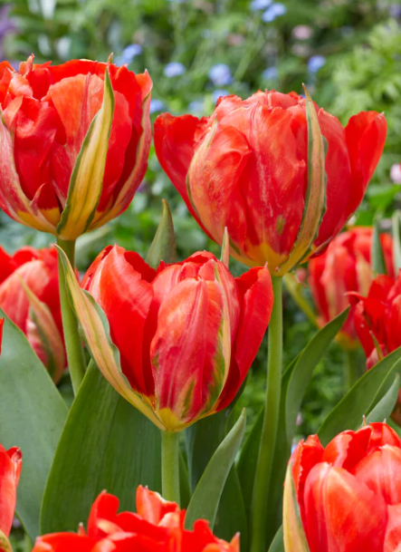 Tulip Love Valley Variety ( Exclusive tulip ) 3 bulbs