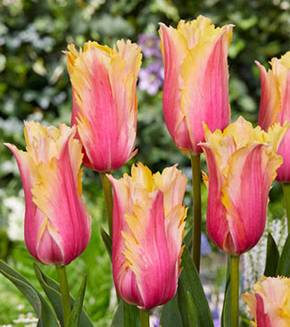 Tulip Flaming Memory Variety ( Exclusive tulip ) 3 bulbs