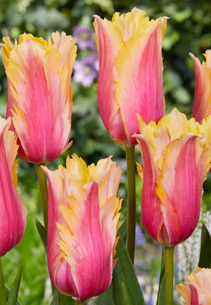 Tulip Flaming Memory Variety ( Exclusive tulip ) 3 bulbs