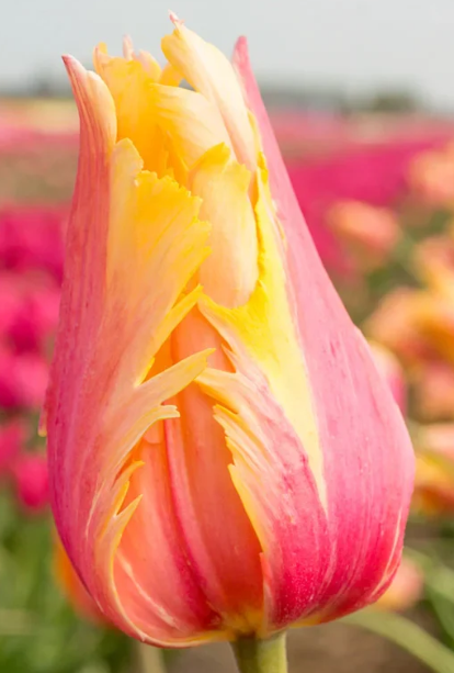 Tulip Flaming Memory Variety ( Exclusive tulip ) 3 bulbs