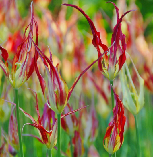 Tulip Acuminata Variety ( Exclusive tulip ) 3 bulbs