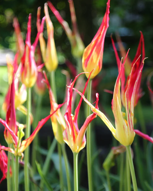 Tulip Acuminata Variety ( Exclusive tulip ) 3 bulbs