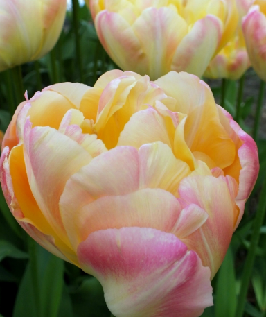 Tulip Creme Upstar Variety ( Exclusive tulip ) 3 bulbs