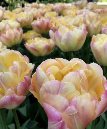 Tulip Creme Upstar Variety ( Exclusive tulip ) 3 bulbs