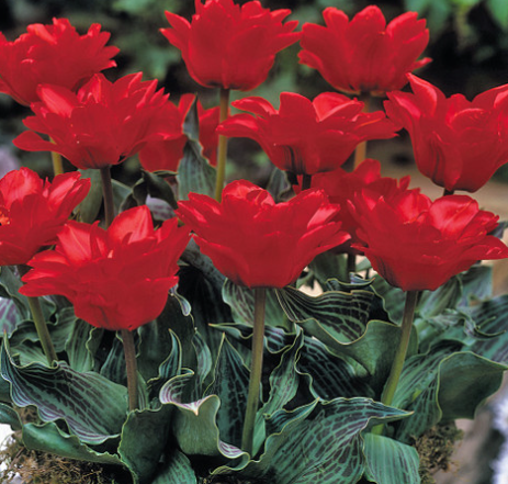 Tulip Double Red Riding Hood Variety ( Exclusive tulip ) 3 bulbs