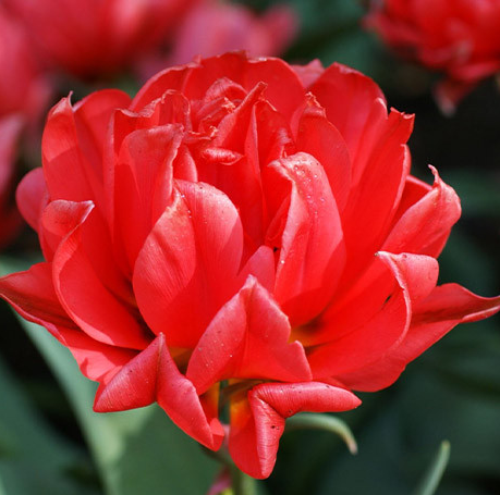 Tulip Double Toronto Variety ( Exclusive tulip ) 3 bulbs