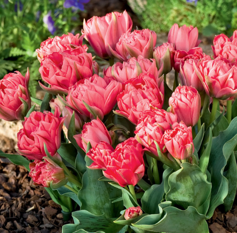 Tulip Double Toronto Variety ( Exclusive tulip ) 3 bulbs