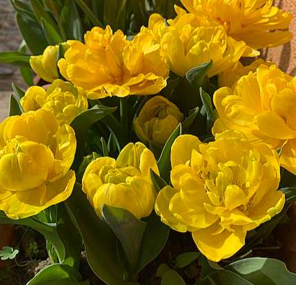 Tulip Yellow Baby Variety ( Exclusive tulip ) 3 bulbs