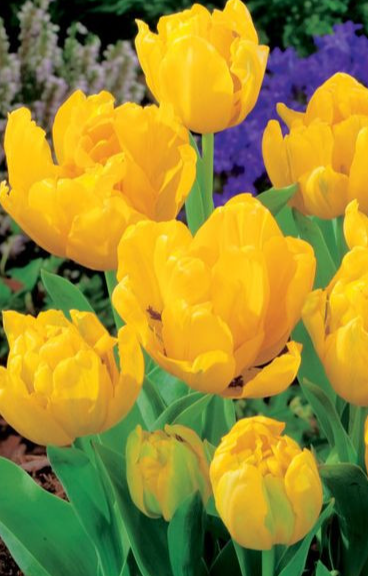Tulip Yellow Baby Variety ( Exclusive tulip ) 3 bulbs