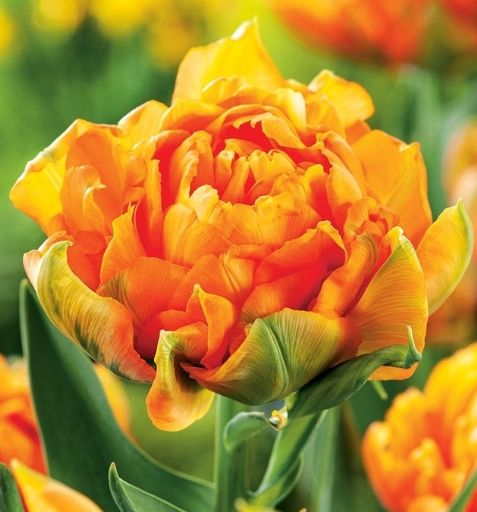 Tulip Orca Variety ( Exclusive tulip ) 3 bulbs