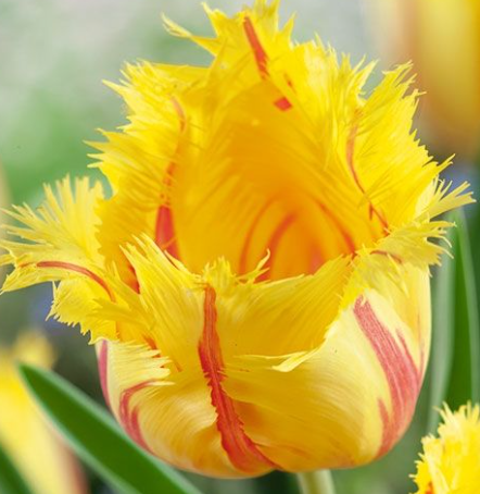 Tulip Flamenco Variety ( Exclusive tulip ) 3 bulbs
