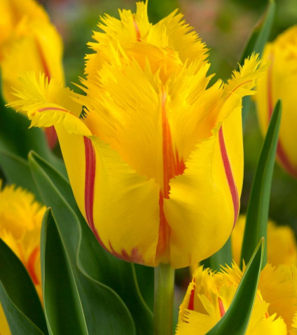 Tulip Flamenco Variety ( Exclusive tulip ) 3 bulbs