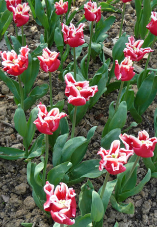 Tulip Elegant Crown Variety ( Exclusive tulip ) 3 bulbs
