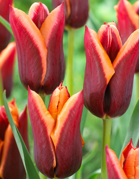 Tulip Muvota Variety ( Exclusive tulip ) 3 bulbs