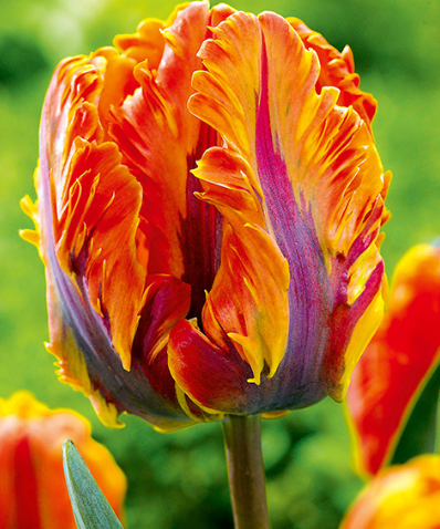 Tulip Irene Parrot Variety ( Exclusive tulip ) 3 bulbs