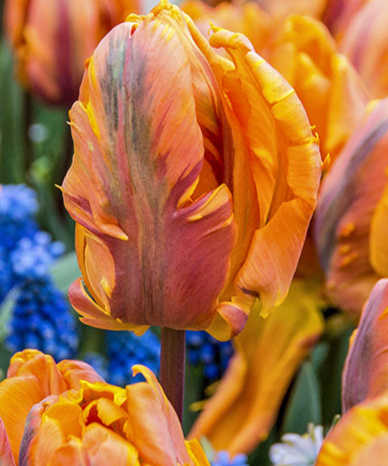 Tulip Irene Parrot Variety ( Exclusive tulip ) 3 bulbs