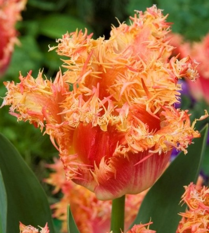 Tulip Real Time Variety ( Exclusive tulip ) 3 bulbs