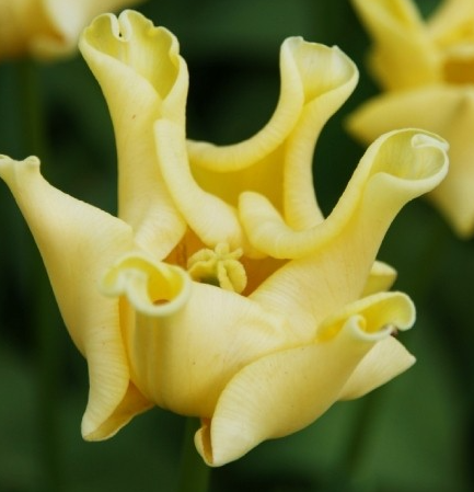 Tulip Yellow Crown Variety ( Exclusive tulip ) 3 bulbs