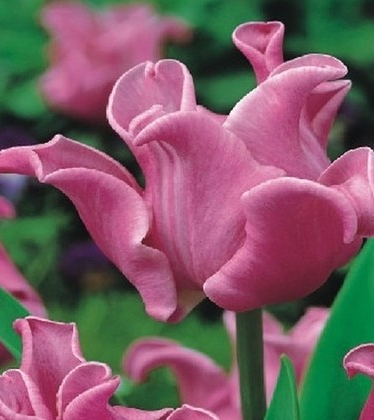 Tulip Picture Variety ( Exclusive tulip ) 3 bulbs