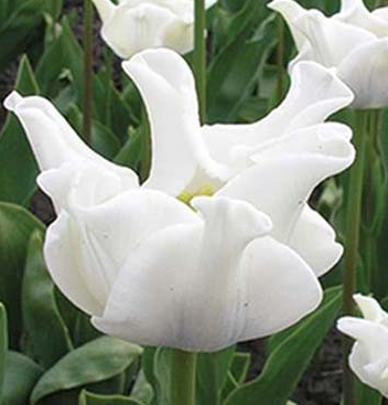 Tulip White Liberstar Variety ( Exclusive tulip ) 3 bulbs