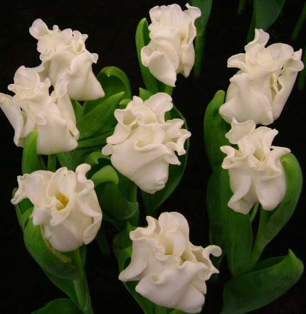 Tulip White Liberstar Variety ( Exclusive tulip ) 3 bulbs