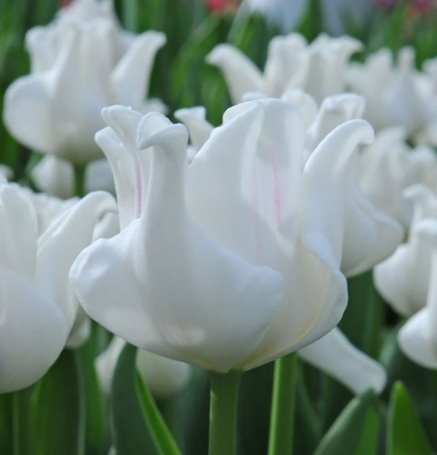 Tulip White Liberstar Variety ( Exclusive tulip ) 3 bulbs