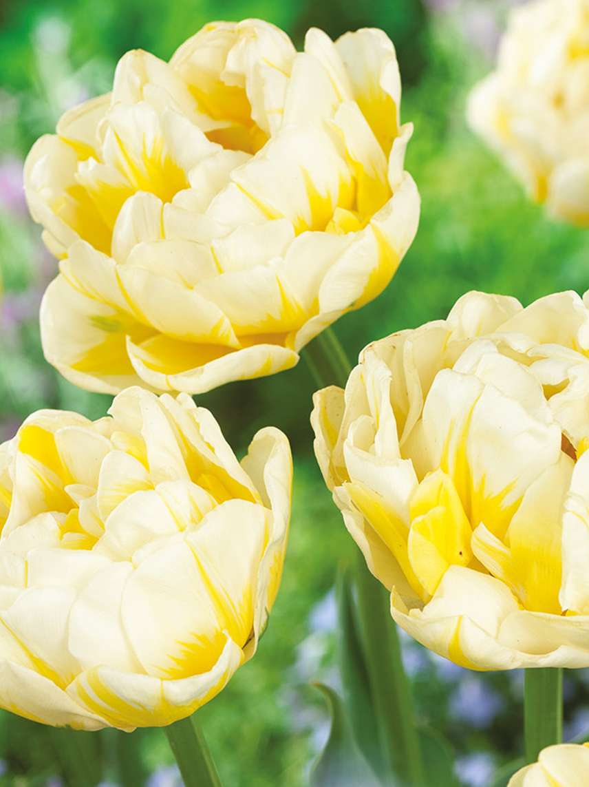 Tulip Flamingo Evita Variety ( Exclusive tulip ) 3 bulbs