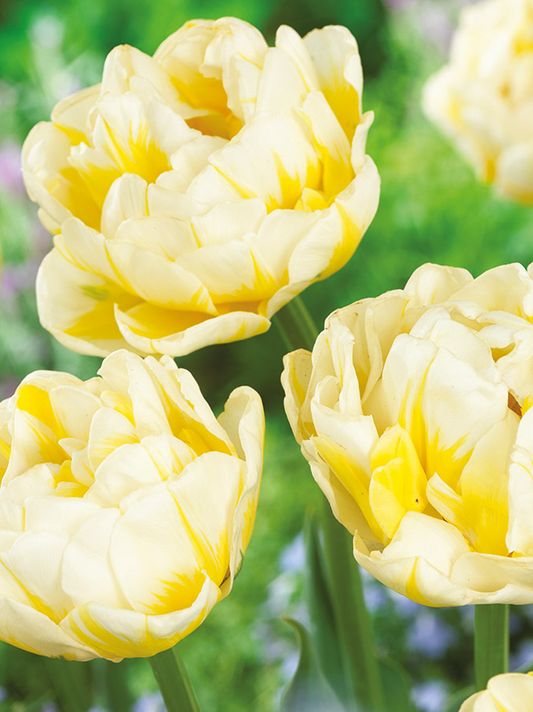 Tulip Flamingo Evita Variety ( Exclusive tulip ) 3 bulbs