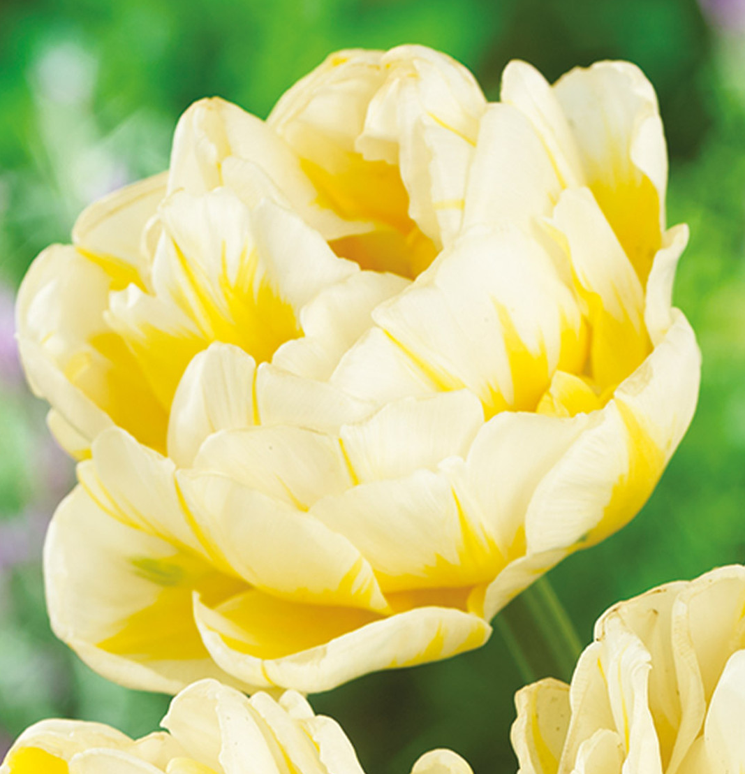 Tulip Flamingo Evita Variety ( Exclusive tulip ) 3 bulbs