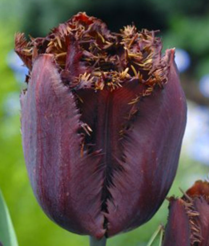 Tulip Fringed Black Variety ( Exclusive tulip ) 3 bulbs