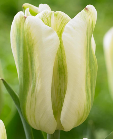 Tulip Green Spirit Variety ( Exclusive tulip ) 3 bulbs