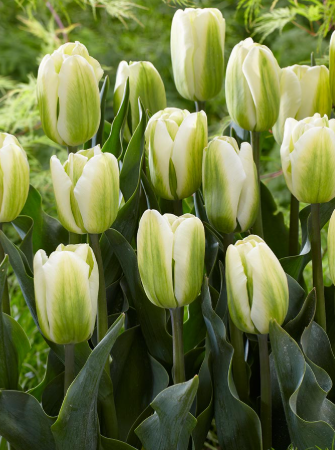 Tulip Green Spirit Variety ( Exclusive tulip ) 3 bulbs