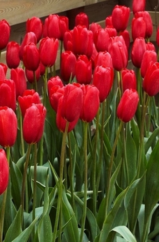 Tulip Sky High Scarlet Variety ( Giant tulip ) 3 bulbs