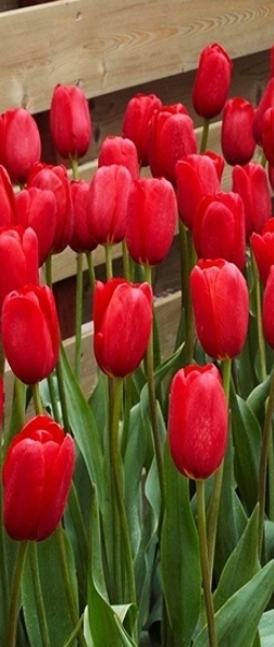 Tulip Sky High Scarlet Variety ( Giant tulip ) 3 bulbs