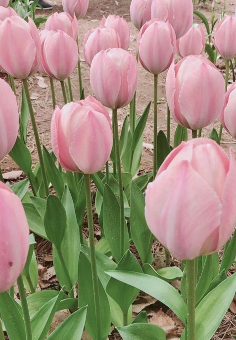 Tulip Twitters Variety ( Giant tulip ) 3 bulbs