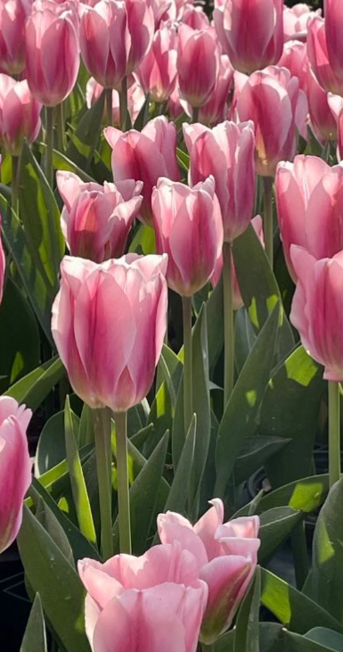 Tulip Twitters Variety ( Giant tulip ) 3 bulbs