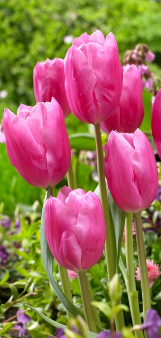 Tulip Jumbo Pink  Variety ( Giant tulip ) 3 bulbs